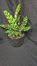 Load and play video in Gallery viewer, Rattlesnake Calathea
