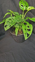 Load and play video in Gallery viewer, Monstera Adansonii Wide Form

