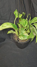 Load and play video in Gallery viewer, Marble Queen Pothos
