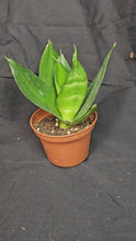 Load and play video in Gallery viewer, Jade Hahnii Snake Plant
