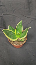 Load and play video in Gallery viewer, Black Gold Hahnii Snake Plant
