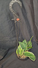Load and play video in Gallery viewer, Macrophylla Hoya
