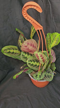 Load and play video in Gallery viewer, Red Prayer Plant
