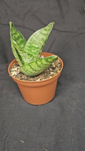 Load and play video in Gallery viewer, Forest Star Hahnii Snake Plant
