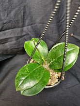 Load image into Gallery viewer, Obvata Hoya
