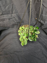 Load image into Gallery viewer, Hoya Rope
