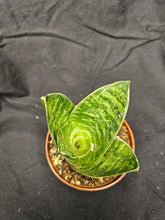 Load image into Gallery viewer, Forest Star Hahnii Snake Plant
