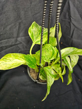 Load image into Gallery viewer, Marble Queen Pothos

