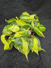 Load image into Gallery viewer, Brazil Philodendron
