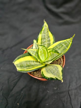 Load image into Gallery viewer, Gold Hahnii Snake Plant
