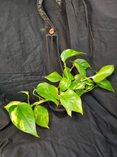 Load image into Gallery viewer, Golden Pothos
