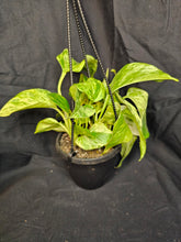 Load image into Gallery viewer, Marble Queen Pothos
