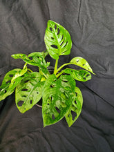 Load image into Gallery viewer, Monstera Adansonii Wide Form
