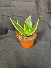 Load image into Gallery viewer, Black Gold Hahnii Snake Plant

