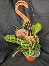 Load image into Gallery viewer, Red Prayer Plant
