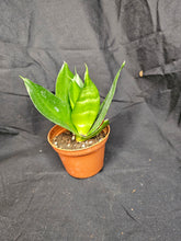 Load image into Gallery viewer, Jade Hahnii Snake Plant

