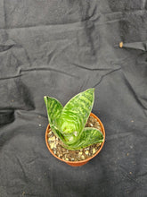 Load image into Gallery viewer, Forest Star Hahnii Snake Plant

