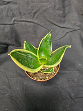 Load image into Gallery viewer, Black Gold Hahnii Snake Plant
