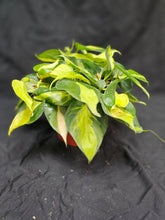Load image into Gallery viewer, Brazil Philodendron
