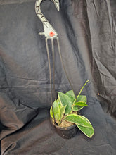 Load image into Gallery viewer, Macrophylla Hoya
