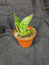 Load image into Gallery viewer, Forest Star Hahnii Snake Plant
