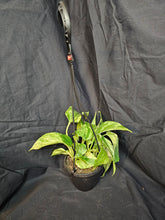 Load image into Gallery viewer, Marble Queen Pothos
