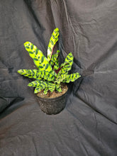 Load image into Gallery viewer, Rattlesnake Calathea
