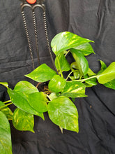 Load image into Gallery viewer, Golden Pothos
