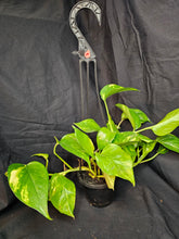 Load image into Gallery viewer, Golden Pothos
