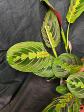 Load image into Gallery viewer, Red Prayer Plant
