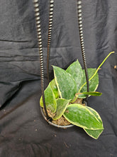 Load image into Gallery viewer, Macrophylla Hoya
