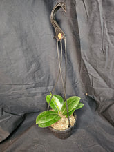 Load image into Gallery viewer, Obvata Hoya
