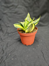 Load image into Gallery viewer, Gold Hahnii Snake Plant
