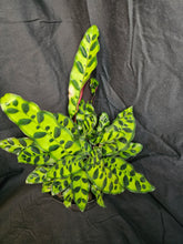 Load image into Gallery viewer, Rattlesnake Calathea
