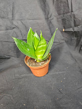Load image into Gallery viewer, Jade Hahnii Snake Plant
