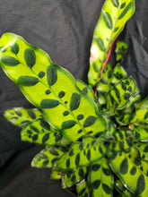 Load image into Gallery viewer, Rattlesnake Calathea
