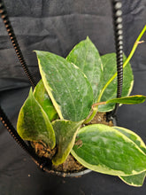 Load image into Gallery viewer, Macrophylla Hoya
