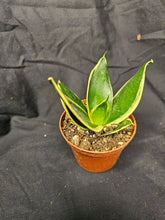Load image into Gallery viewer, Black Gold Hahnii Snake Plant
