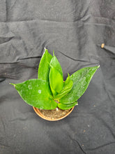 Load image into Gallery viewer, Jade Hahnii Snake Plant
