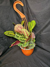 Load image into Gallery viewer, Red Prayer Plant
