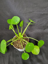 Load image into Gallery viewer, Chinese Money Plant

