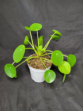Load image into Gallery viewer, Chinese Money Plant
